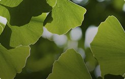 Ginkgo